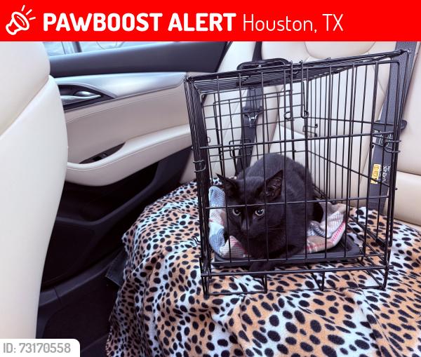 Lost Male Cat last seen Briargreen Drive, Houston, TX 77082