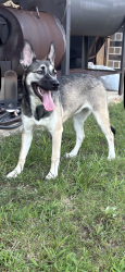 Found/Stray Female Dog last seen Hwy 6 and i10, Houston, TX 77094