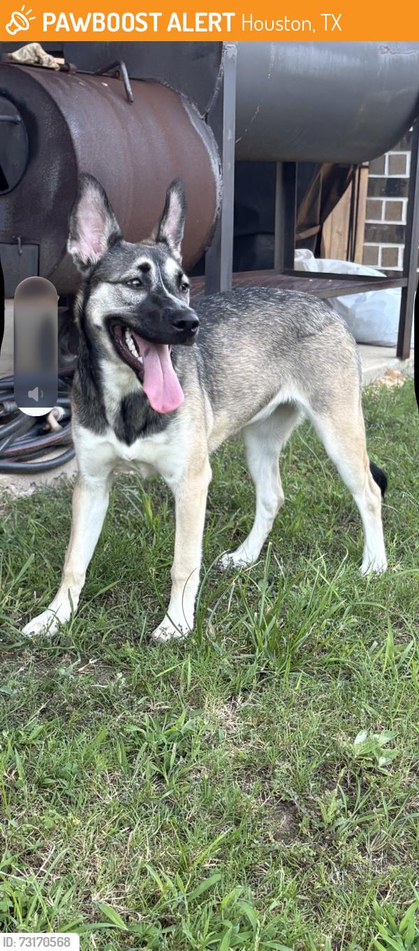 Found/Stray Female Dog last seen Hwy 6 and i10, Houston, TX 77094