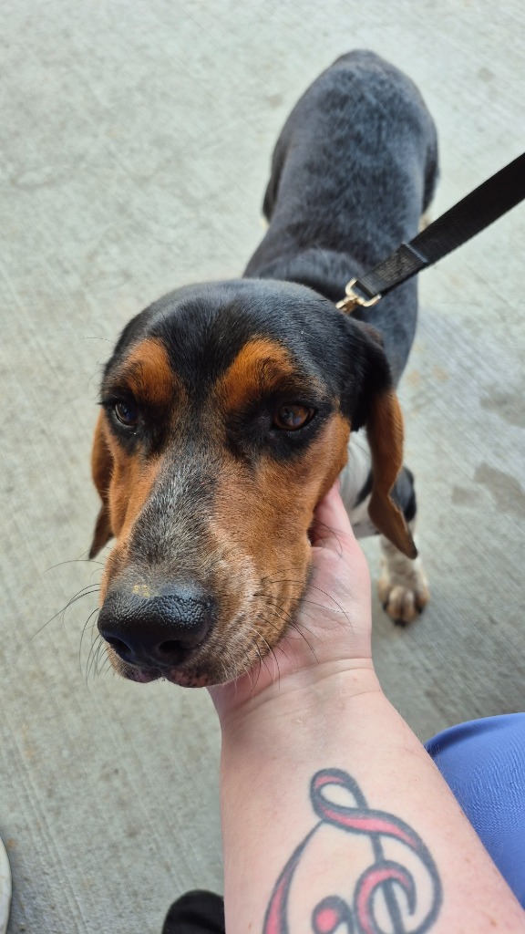 Shelter Stray Male Dog last seen , 5302 Stone St, Chattanooga, TN 37412, USA