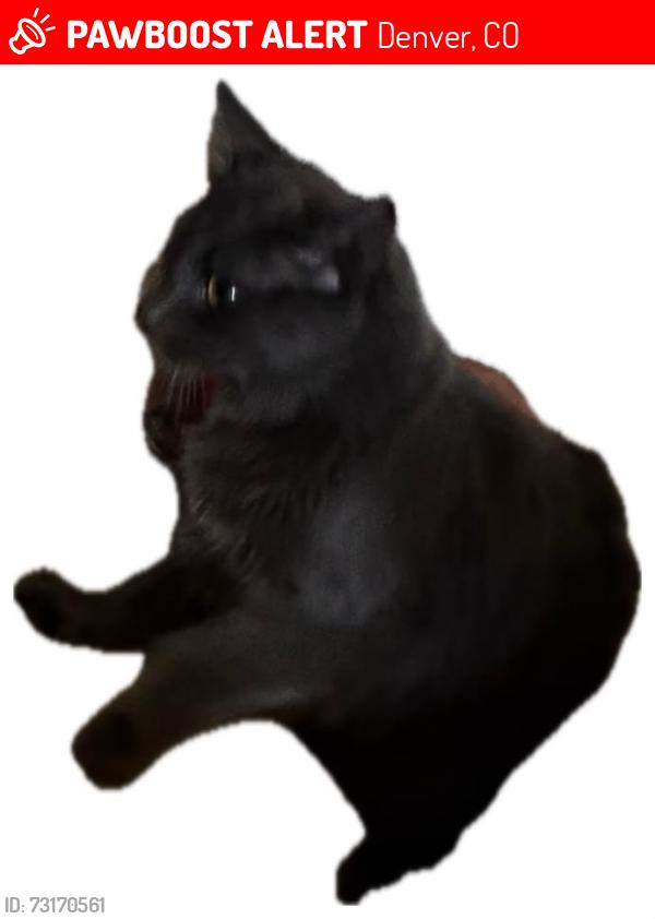 Lost Male Cat last seen Ave florida, Denver, CO 80247