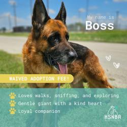 Shelter Stray Male Dog last seen Bexar County, 3353 Morningside Dr, New Braunfels, TX 78132, USA
