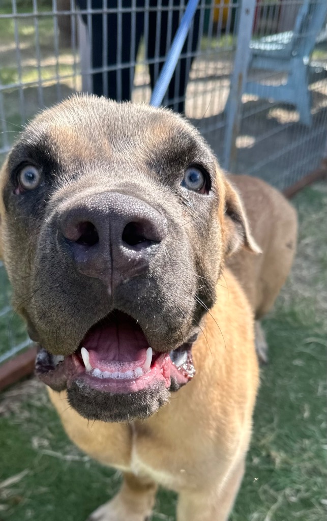 Shelter Stray Male Dog last seen Bexar County, 3353 Morningside Dr, New Braunfels, TX 78132, USA