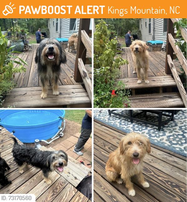 Found/Stray Male Dog last seen Off Canterbury Road in Kings Mountain, Kings Mountain, NC 28016