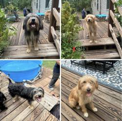 Found/Stray Male Dog last seen Off Canterbury Road in Kings Mountain, Kings Mountain, NC 28016