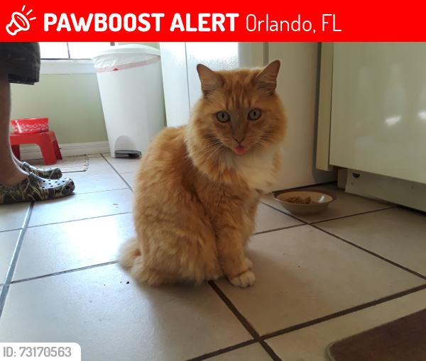 Lost Male Cat last seen Chatsworth Lane and Ashford Blvd., Orlando, FL 32812