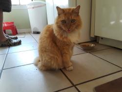 Lost Male Cat last seen Chatsworth Lane and Ashford Blvd., Orlando, FL 32812