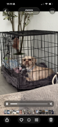 Lost Female Dog last seen Kansas City Missouri, Kansas City, MO 64124