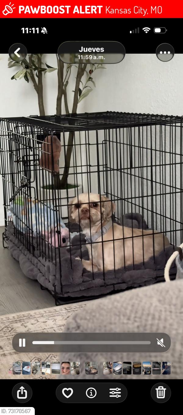 Lost Female Dog last seen Kansas City Missouri, Kansas City, MO 64124