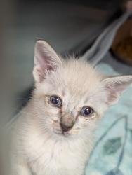 Shelter Stray Male Cat last seen Bexar County, 3353 Morningside Dr, New Braunfels, TX 78132, USA