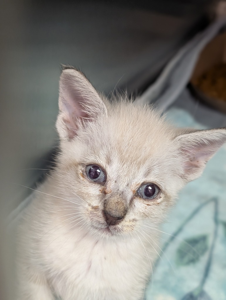 Shelter Stray Male Cat last seen Bexar County, 3353 Morningside Dr, New Braunfels, TX 78132, USA