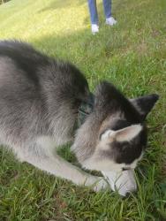 Found/Stray Male Dog last seen Carlton st, Clayton, NC 27520