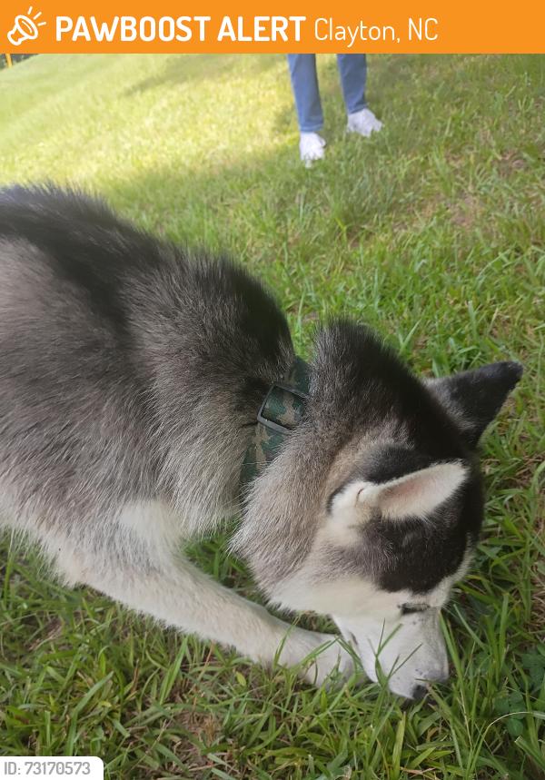 Found/Stray Male Dog last seen Carlton st, Clayton, NC 27520