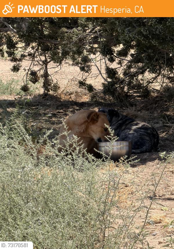 Found/Stray Unknown Dog last seen Third Avenue & Muscatel Street, Hesperia, CA 92345