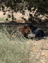 Found/Stray Unknown Dog last seen Third Avenue & Muscatel Street, Hesperia, CA 92345