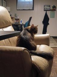 Found/Stray Unknown Cat last seen Near Hazel and Nebraska, Eastside Saint Paul, Saint Paul, MN 55119