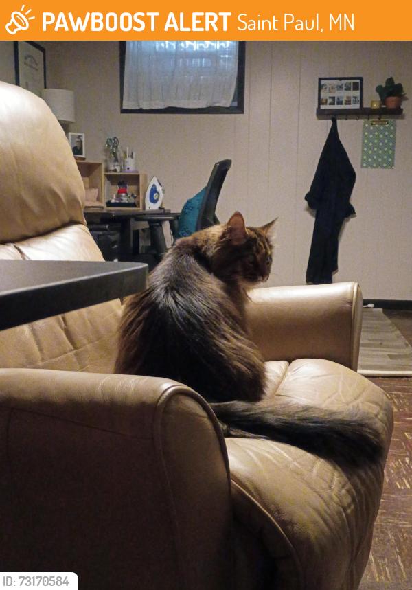 Found/Stray Unknown Cat last seen Near Hazel and Nebraska, Eastside Saint Paul, Saint Paul, MN 55119