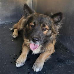 Shelter Stray Male Dog last seen Near BLOCK E HOUSTON, 4710 TX-151, San Antonio, TX 78227, USA