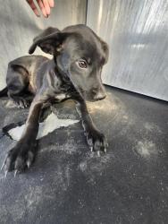 Shelter Stray Female Dog last seen Near BLOCK BOUDER AVE, 4710 TX-151, San Antonio, TX 78227, USA