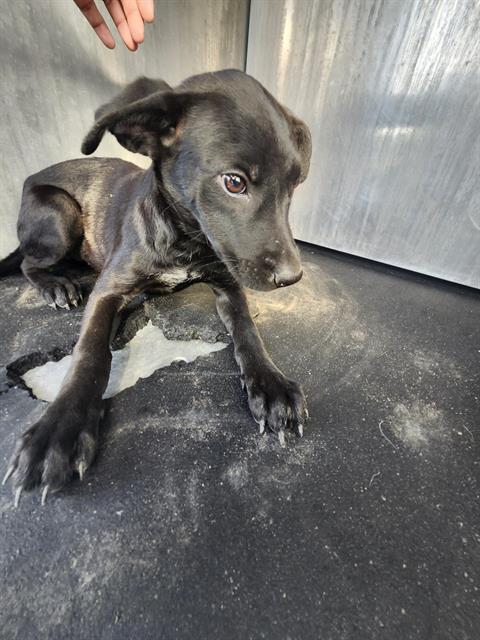 Shelter Stray Female Dog last seen Near BLOCK BOUDER AVE, 4710 TX-151, San Antonio, TX 78227, USA