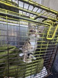 Shelter Stray Female Cat last seen Near BLOCK IOTA DR, 4710 TX-151, San Antonio, TX 78227, USA