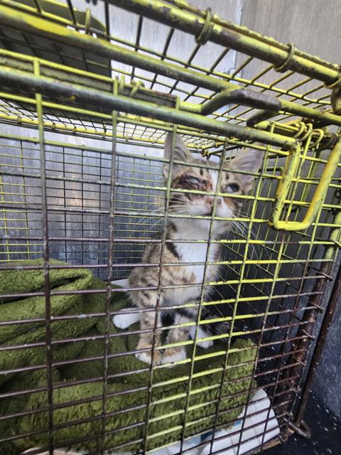 Shelter Stray Female Cat last seen Near BLOCK IOTA DR, 4710 TX-151, San Antonio, TX 78227, USA