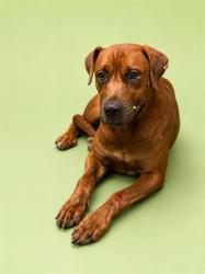 Shelter Stray Male Dog last seen JAX AIRPORT, 2020 Forest St, Jacksonville, FL 32204, USA