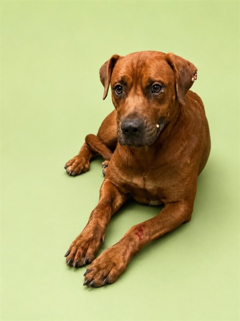 Shelter Stray Male Dog last seen JAX AIRPORT, 2020 Forest St, Jacksonville, FL 32204, USA