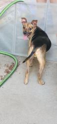 Found/Stray Male Dog last seen Gilbert and Brown, Mesa, AZ 85213