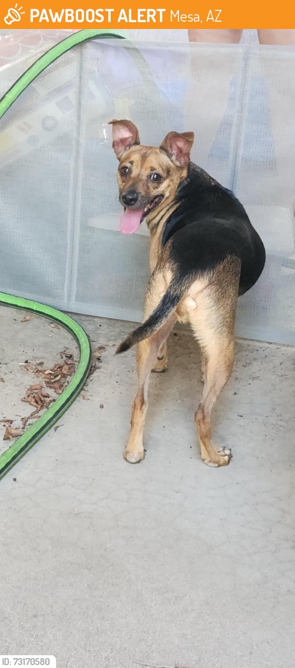 Found/Stray Male Dog last seen Gilbert and Brown, Mesa, AZ 85213