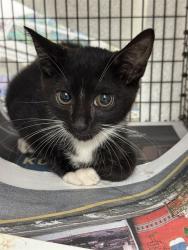 Shelter Stray Female Cat last seen Near BLOCK SW 61 AV, MIRAMAR FL 33023, 2400 SW 42nd St, Fort Lauderdale, FL 33312, USA