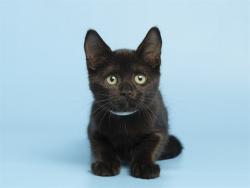 Shelter Stray Female Cat last seen UNIVERSITY AND 143 HWY, 5501 E Van Buren St, Phoenix, AZ 85008, USA