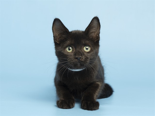 Shelter Stray Female Cat last seen UNIVERSITY AND 143 HWY, 5501 E Van Buren St, Phoenix, AZ 85008, USA