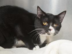 Shelter Stray Male Cat last seen 27TH AVE/LOOP 101, 5501 E Van Buren St, Phoenix, AZ 85008, USA