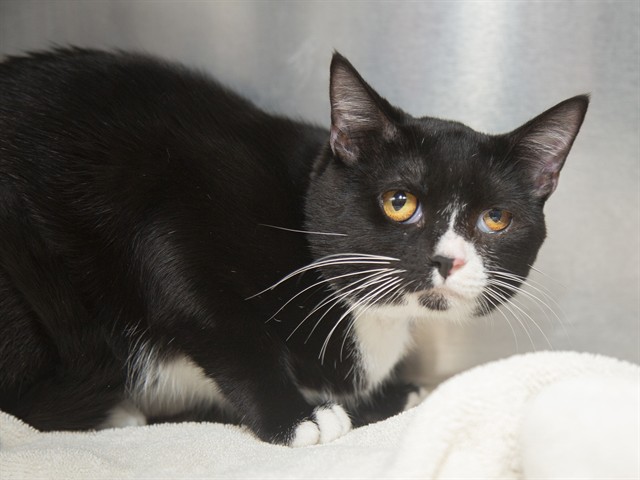 Shelter Stray Male Cat last seen 27TH AVE/LOOP 101, 5501 E Van Buren St, Phoenix, AZ 85008, USA