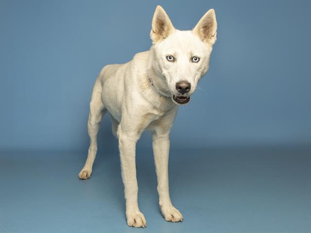 Shelter Stray Female Dog last seen 7TH ST/MCDOWELL RD, 5501 E Van Buren St, Phoenix, AZ 85008, USA