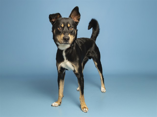 Shelter Stray Male Dog last seen AVENIDA DEL YAQUI/CII CERRITOS, 5501 E Van Buren St, Phoenix, AZ 85008, USA