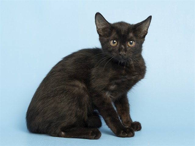 Shelter Stray Female Cat last seen 13TH AVE AND HACTHER, 5501 E Van Buren St, Phoenix, AZ 85008, USA