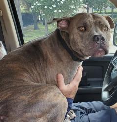 Shelter Stray Male Dog last seen Near BLOCK NW 13 CT, FORT LAUDERDALE FL 33311, 2400 SW 42nd St, Fort Lauderdale, FL 33312, USA