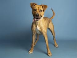 Shelter Stray Female Dog last seen N FALCON DR AND W INDIAN SCHOOL RD, 5501 E Van Buren St, Phoenix, AZ 85008, USA