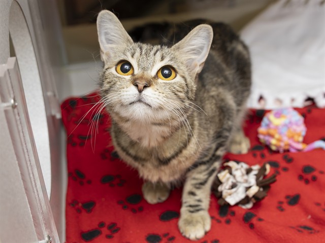 Shelter Stray Female Cat last seen 51ST AVE AND CACTUS, 5501 E Van Buren St, Phoenix, AZ 85008, USA