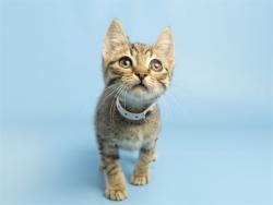 Shelter Stray Male Cat last seen 59TH AVE AND W ROOSEVELT ST, 5501 E Van Buren St, Phoenix, AZ 85008, USA