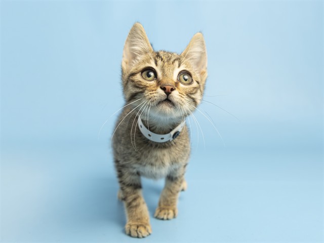 Shelter Stray Male Cat last seen 59TH AVE AND W ROOSEVELT ST, 5501 E Van Buren St, Phoenix, AZ 85008, USA
