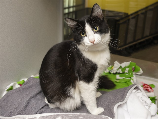 Shelter Stray Female Cat last seen 59TH AVE/INDIAN SCHOOL, 5501 E Van Buren St, Phoenix, AZ 85008, USA