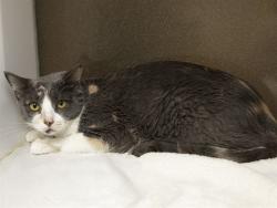 Shelter Stray Female Cat last seen CHANUTE PASS AND 27TH AVE, 5501 E Van Buren St, Phoenix, AZ 85008, USA