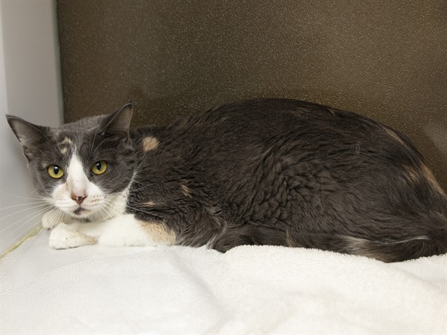 Shelter Stray Female Cat last seen CHANUTE PASS AND 27TH AVE, 5501 E Van Buren St, Phoenix, AZ 85008, USA