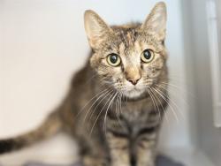 Shelter Stray Female Cat last seen N 91ST AVE & W ELM ST, 5501 E Van Buren St, Phoenix, AZ 85008, USA