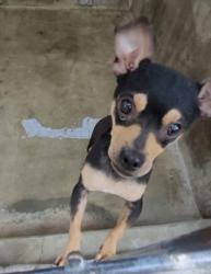 Shelter Stray Male Dog last seen , 1850 W 60th St, Los Angeles, CA 90047, USA