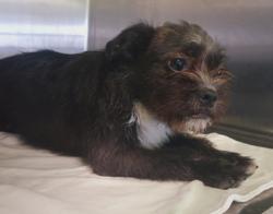 Shelter Stray Unknown Dog last seen , 1850 W 60th St, Los Angeles, CA 90047, USA