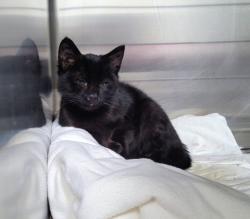 Shelter Stray Male Cat last seen , 3201 Lacy St, Los Angeles, CA 90031, USA